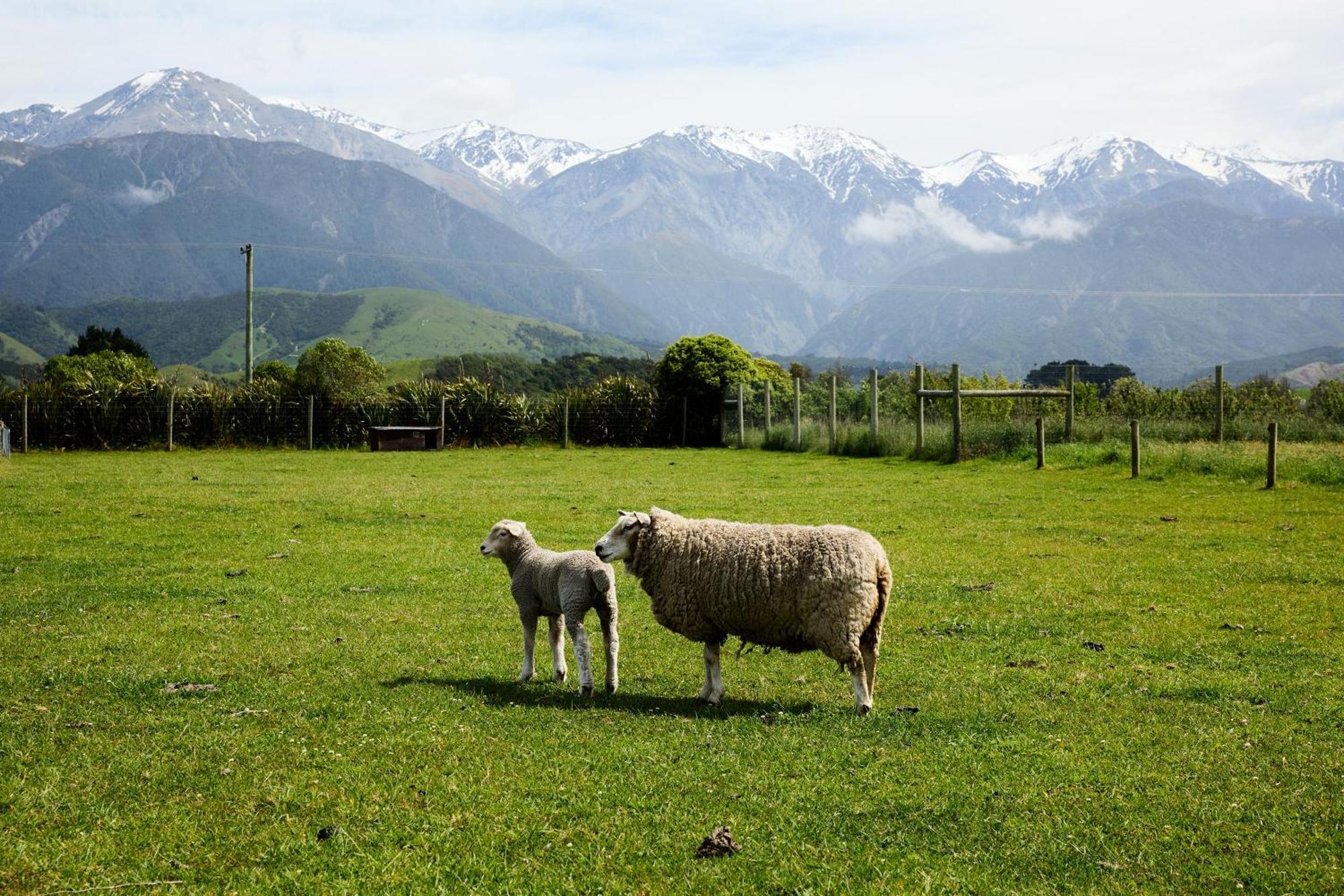 Awatea Country Bed & Breakfast Kaikoura Exterior foto