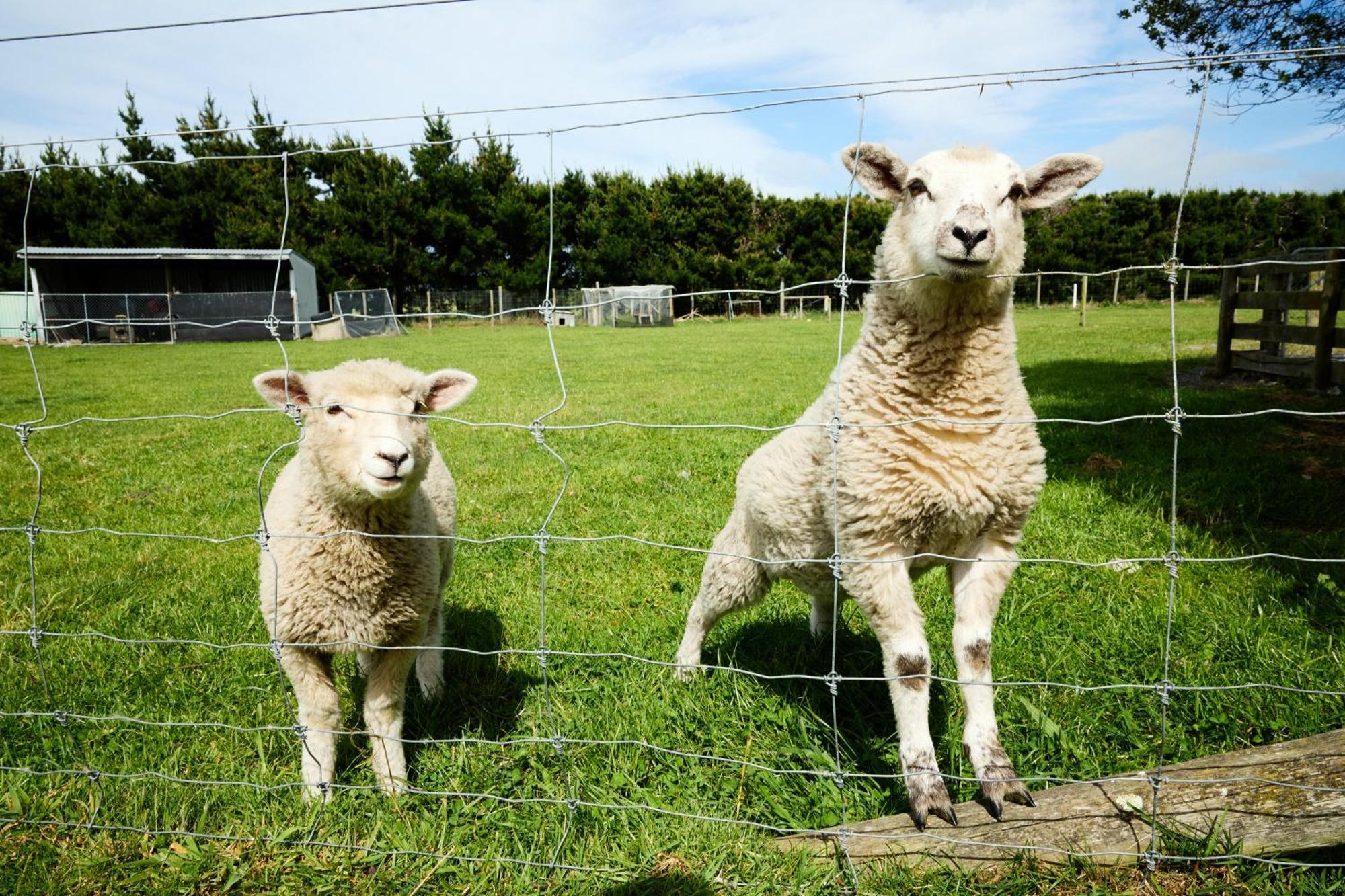 Awatea Country Bed & Breakfast Kaikoura Exterior foto